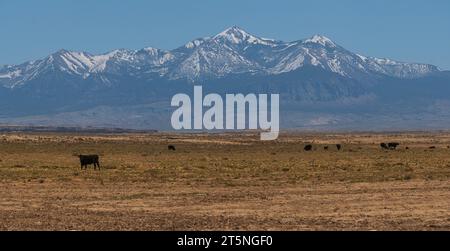 Mandria di mucche nell'arido paesaggio dello Utah meridionale, USA, in primavera. Alte montagne sullo sfondo. Foto Stock