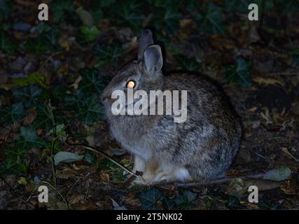 Gli occhi di un coniglio a coda di cottontail si illuminano al buio Foto Stock