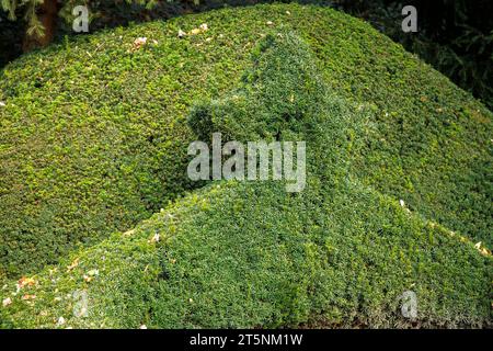 yew siedere con topiario al cimitero di Wetter an der Ruhr, Renania settentrionale-Vestfalia, Germania. Eibenhecke mit Formschnitt auf dem Friedhof a Wetter A. Foto Stock