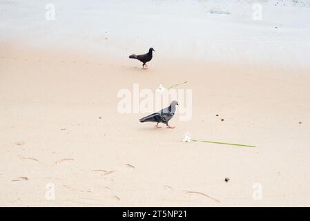 Due piccioni in cerca di cibo sulla sabbia della spiaggia. Vita selvaggia. Foto Stock