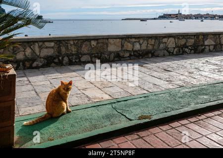 Un gatto sul lungomare di Budva, Montenegro Foto Stock