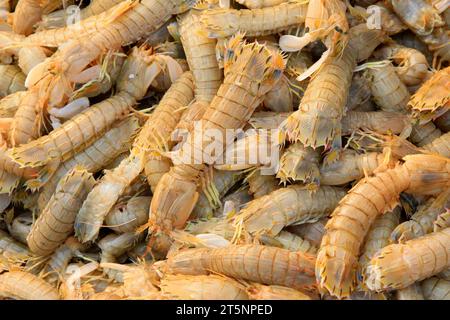 i gamberi mantis, una specie di vita marina, possono essere commestibili, deliziosi. Foto Stock