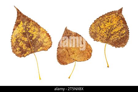 Populus nigra o pioppo nero foglie maculate marroni autunnali isolate su sfondo bianco. Superficie assiale o lato inferiore del fogliame autunnale. Foto Stock