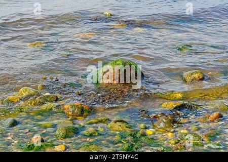 Pietre rivestite di alghe verdi dai colori vivaci sul bordo del surf sulla spiaggia di Cape Cod Bay Foto Stock
