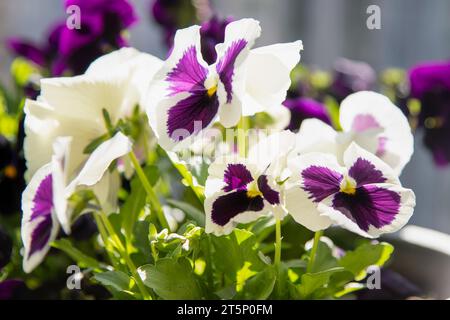 Le pantie viola bianche si sbandano nel vento. Giardino sfondo. Fate crescere un fiore di Viola in una pentola sul balcone. Primavera fiorita. SUNY giorno natura. Giardinaggio. Foto Stock