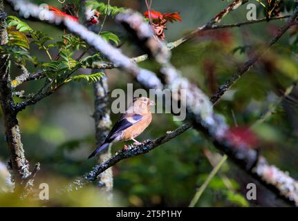 Chaffinch arroccato su un albero coperto di licheni Foto Stock