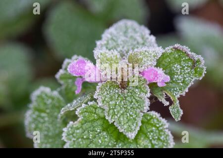 Rote Taubnessel, Taubnessel Purpurrote, Lamium purpureum, ortica rossa, ortica viola, ortica morta rossa, ortica morta viola, ortica morta rossa, pur Foto Stock