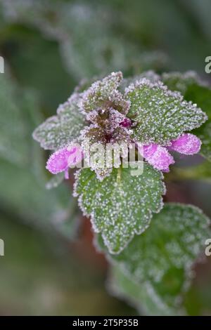 Rote Taubnessel, Taubnessel Purpurrote, Lamium purpureum, ortica rossa, ortica viola, ortica morta rossa, ortica morta viola, ortica morta rossa, pur Foto Stock