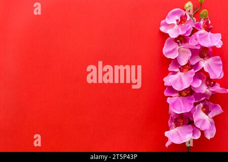 Fiori di orchidea rosa freschi disposti su sfondo rosso Foto Stock