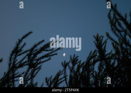 Vista ravvicinata delle sagome di rami contro il cielo con la mezzaluna nel pomeriggio Foto Stock