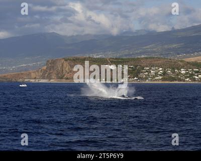 Un grande tuffo nell'oceano Indiano dopo che una megattere è saltata in mare, vicino alla costa di Saint Gilles, nell'isola di Reunion. Tour di avvistamento delle balene Foto Stock