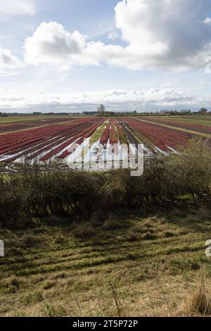 La pioggia ha inondato i campi di Hesketh Bank tra Preston e Southport visti dal King Charles 3rd England Coast Path Lancashire England Foto Stock