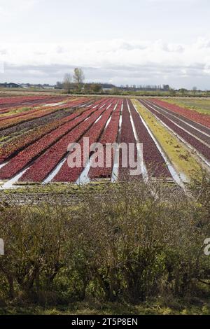 La pioggia ha inondato i campi di Hesketh Bank tra Preston e Southport visti dal King Charles 3rd England Coast Path Lancashire England Foto Stock