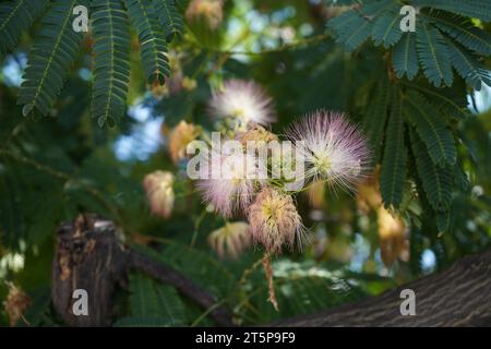 L'albero di seta persiana, l'albero di seta rosa o l'albero di mimosa (Albizia julibrissin) Foto Stock