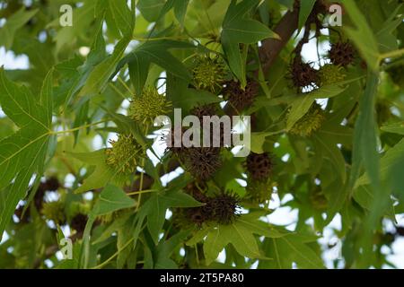 Dolciumi orientali o dolciumi turchi (Liquidambar orientalis) Foto Stock