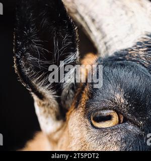 Primo piano dell'occhio di capra su sfondo nero. Formato quadrato. Artistico Foto Stock