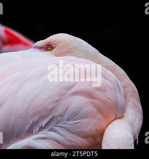 fenicottero rosa primo piano della testa. Isolato sul nero Foto Stock