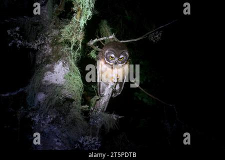 Di notte si aprono un gufo di avvistamento settentrionale. Foto Stock