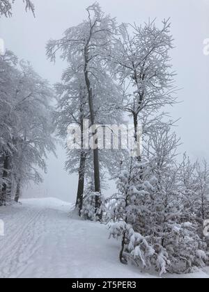 Piste da sci di fondo nella nebbia. Magica foresta invernale nebbiosa con piste da sci che scompaiono nella nebbia. Atmosferico. Clima freddo. Foto Stock