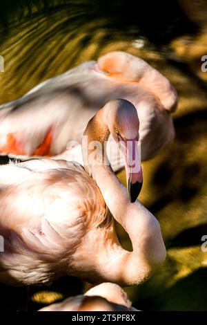 fenicotteri che dormono Foto Stock