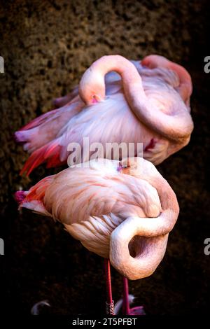 fenicotteri che dormono Foto Stock
