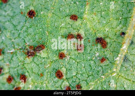 Ruggine di girasole. Spore visibili sotto ingrandimento. Una malattia fungina dei girasoli causata da Puccinia helianthi. Foto Stock