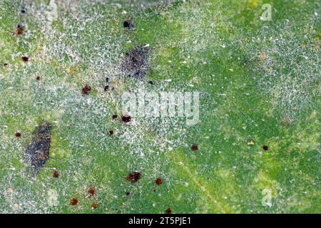 Ruggine e muffa polverosa sulla foglia di girasole visibile sotto ingrandimento. Una malattia fungina dei girasoli causata da Puccinia helianthi (ruggine) e Golovino Foto Stock