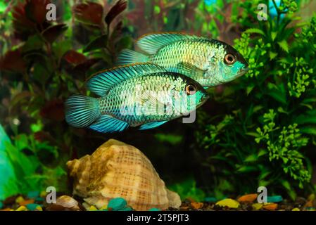 Pesci in un acquario tra alghe, conchiglie, pietre. Pesci d'acquario Foto Stock