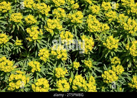 Euphorbe méditerranéenne (Euphorbia characias), Euphorbe des guarrigues, en fleur - sud de la France / Mediterranean spurge (Euphorbia characias) Foto Stock