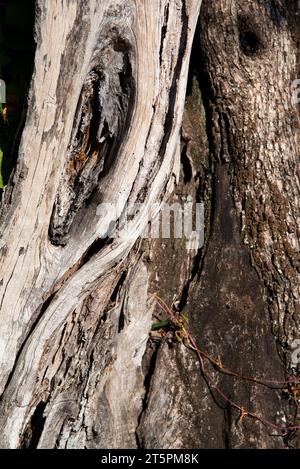 série sur des troncs d'arbre et d'écorces en gros planimetria / serie di scatti ravvicinati di tronchi d'albero e corteccia Foto Stock