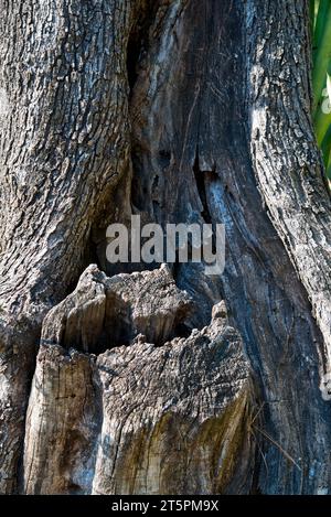 série sur des troncs d'arbre et d'écorces en gros planimetria / serie di scatti ravvicinati di tronchi d'albero e corteccia Foto Stock