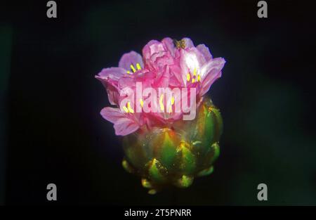 Armeria Pungens fioritura ravvicinata (elaborazione digitale) Foto Stock