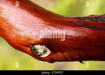 Diramazione su un albero di corbeto dopo la pioggia nel Sooke Potholes Provincial Park nella British Columbia, Canada. Foto Stock