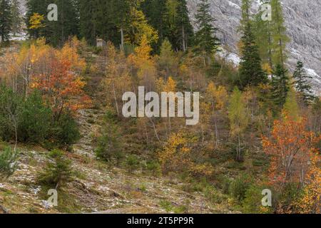 Vista lungo e in autunno foilage, stagione autunnale nella stretta Engtal o valle dell'Ing, Hinterriss, Tirolo, Austria, Europa Foto Stock