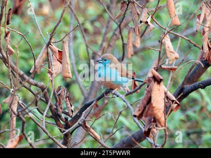 Blue Waxbill, Angola-Schmetterlingsfink, Cordonbleu d'Angola, Uraeginthus angolensis, angolai pillangópinty, parco nazionale dello Zambezi, Zimbabwe, Africa Foto Stock