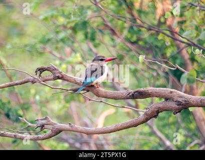 kingfisher con cappuccio marrone, Braunkopfliest, Martin-chasseur à tête brune, Halcyon albiventris, barnafejű halkapó, Parco nazionale dello Zambezi, Zimbabwe, Africa Foto Stock