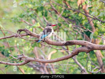 kingfisher con cappuccio marrone, Braunkopfliest, Martin-chasseur à tête brune, Halcyon albiventris, barnafejű halkapó, Parco nazionale dello Zambezi, Zimbabwe, Africa Foto Stock