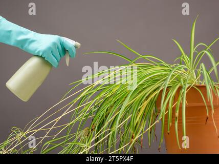 Spruzzare acqua sulle foglie di una pianta di ragno, fiorista che si prende cura di piante domestiche, giardinaggio a casa Foto Stock