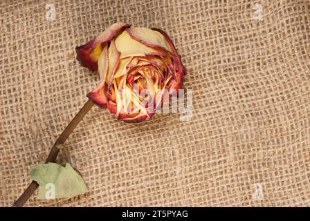 Un bocciolo di rosa asciutto su una tela di iuta Foto Stock