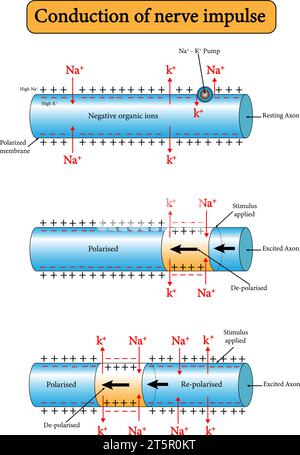 illustrazione vettoriale trasmissione degli impulsi nervosi lungo il neurone illustrazione vettoriale della trasmissione degli impulsi nervosi lungo il neurone Illustrazione Vettoriale