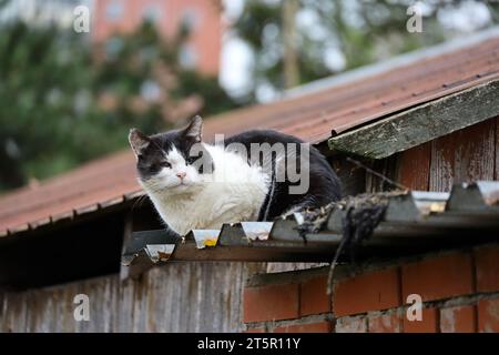 Gatto bianco nero seduto sul tetto del fienile Foto Stock