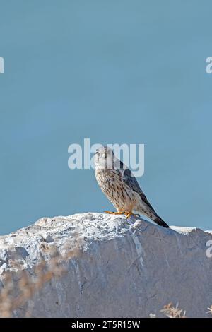 Una fotografia di profilo di un Merlino (Falco columbarius) seduto su una roccia. Foto Stock