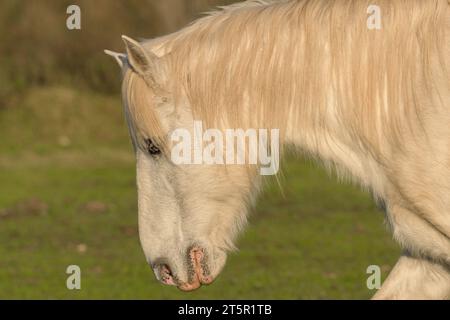 Cavallo bianco con lunga criniera in un campo verde Foto Stock
