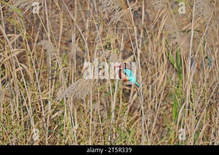 Kingfisher dalla gola bianca che riposa nelle canne. Uccello a becco rosso con piume blu e marrone. Kingfisher dalla gola bianca, Halcyon smyrnensis Foto Stock