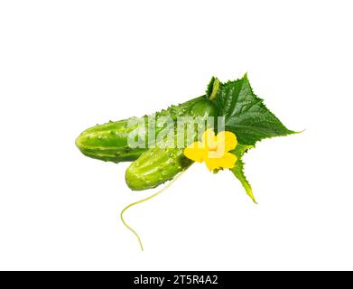 Pianta di cetriolo. Cetriolo con foglie e fiori isolati su sfondo bianco. Foto Stock