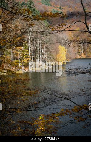 Colori autunnali degli alberi sulla riva del lago Morske oko, in Slovacchia Foto Stock