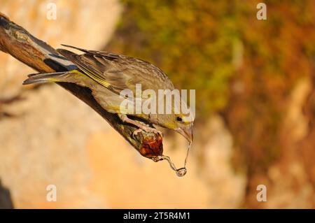 Greenfinch europeo che beve dalla fontana Foto Stock