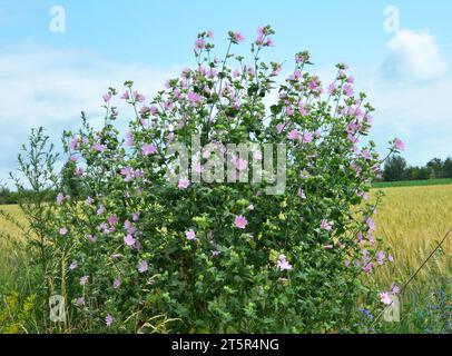 Malva thuringiaca (Lavatera thuringiaca) fiorisce in natura in estate Foto Stock