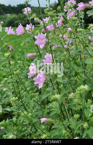 Malva thuringiaca (Lavatera thuringiaca) fiorisce in natura in estate Foto Stock