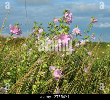 Malva thuringiaca (Lavatera thuringiaca) fiorisce in natura in estate Foto Stock